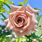 Koko Loco Rose